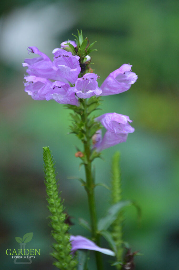 Obedient Plant - Physostegia virginiana