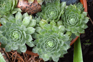 Hens and chicks container garden