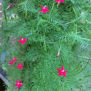 Cypress Vine with feathery leaves and tiny bright red star-shaped flowers