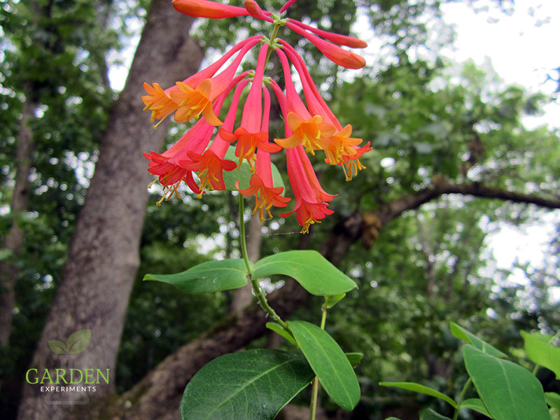 Red tubular coral honeysuckle flowers