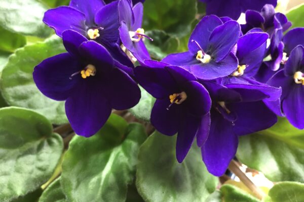 African violet