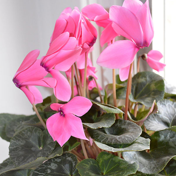 Pink cyclamen flowers