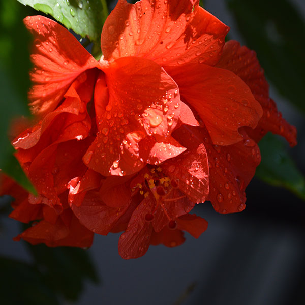 Bright red tropical hibiscus flower