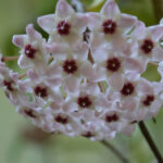 Cluster of white, star-shaped hoya flowers with dark pink centers
