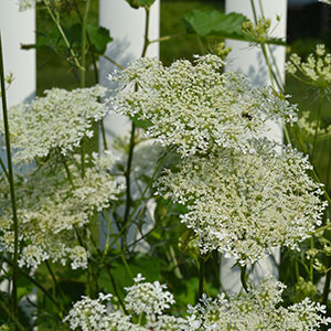 Queen Anne's Lace