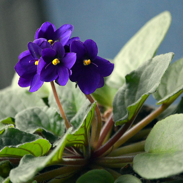 African violet with dark purple flowers