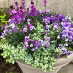 Purple and White Container Garden