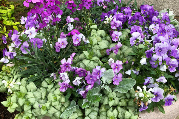 Purple and white container garden