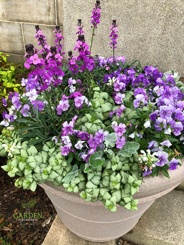 Purple and White Container Garden - Early Spring Flowers
