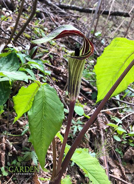 Jack in the pulpit wildflower
