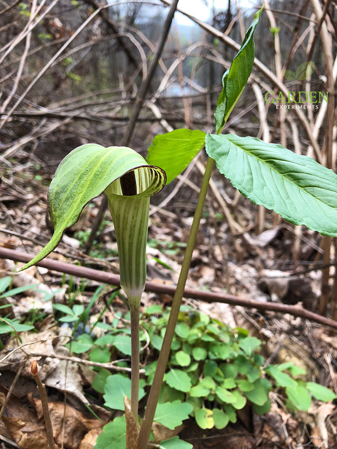 Jack in the pulpit wildflower