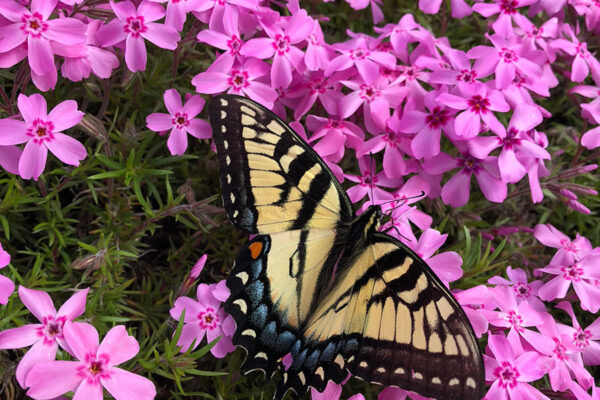 Eastern tiger swallowtail on creeping phlox