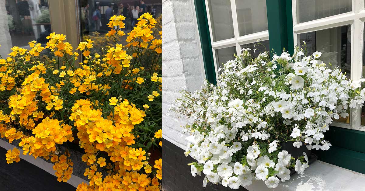 Flowers of Belgium A Walk in Bruges