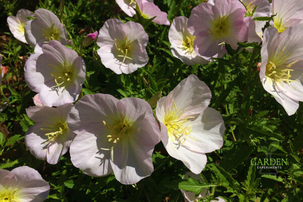 Pink Evening Primrose