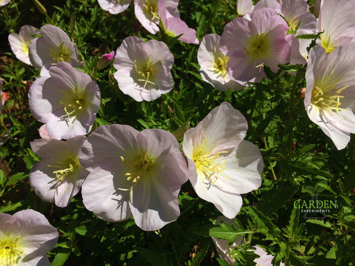 Pink Evening Primrose