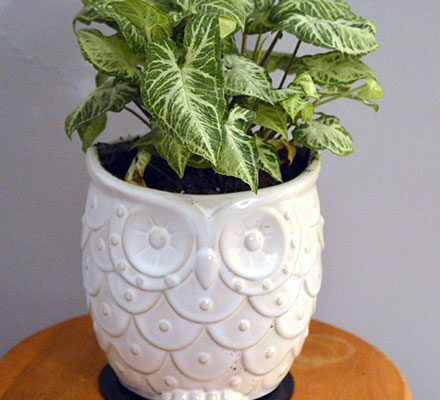 Arrowhead plant (Syngonium podophyllum) in an owl planter
