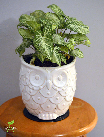 Arrowhead plant (Syngonium podophyllum) in an owl planter