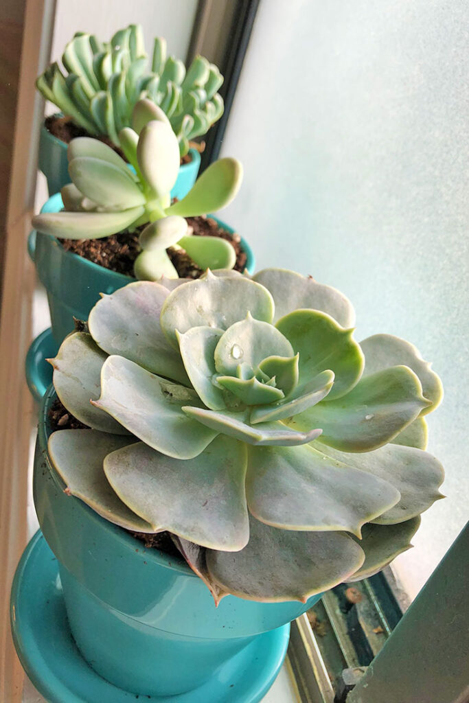 Succulents in the window