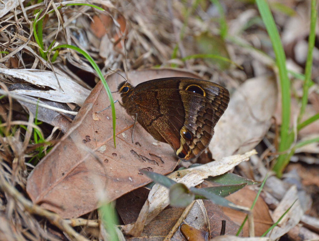 Puerto Rican butterfly with large eye spot