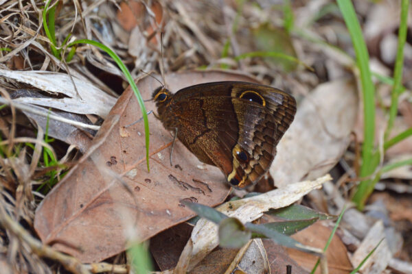 Puerto Rican butterfly with large eye spot