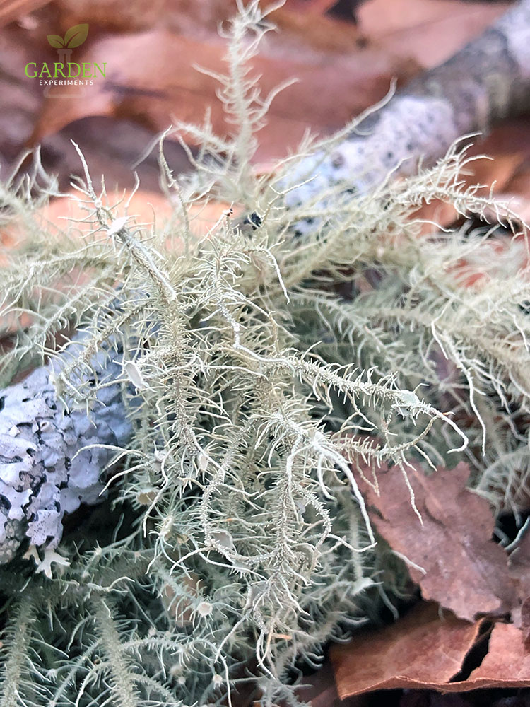 Lichen on a stick