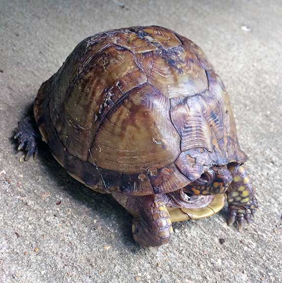 Box turtle on concrete