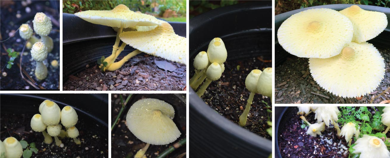 Yellow Houseplant Fungus (Leucocoprinus birnbaumii)