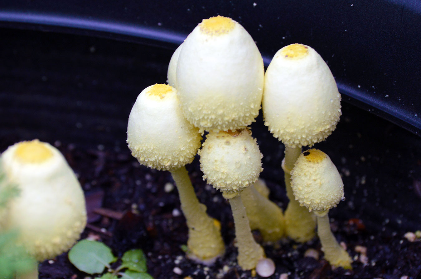 Yellow fungus in potting soil - the yellow houseplant mushroom