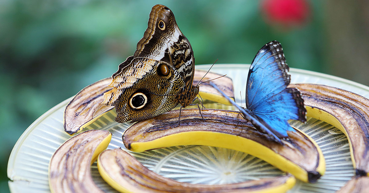 Michigan Butterfly Houses