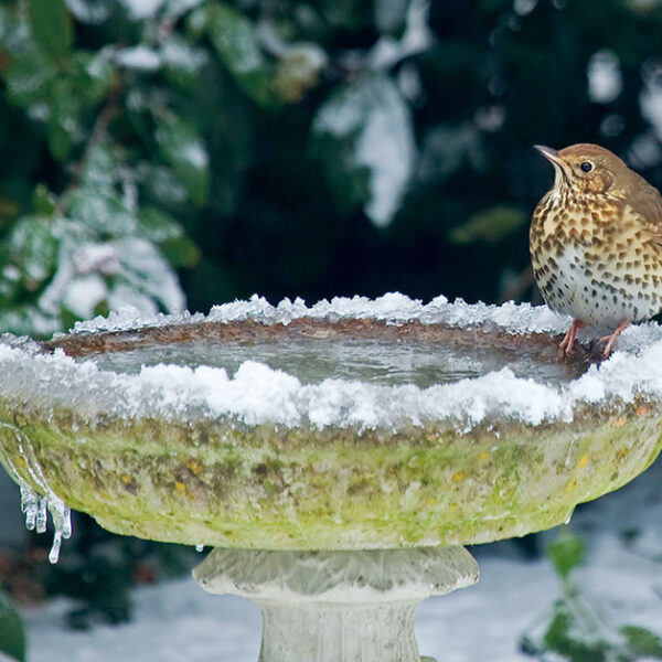 Frozen bird bath with bird sitting on the edge