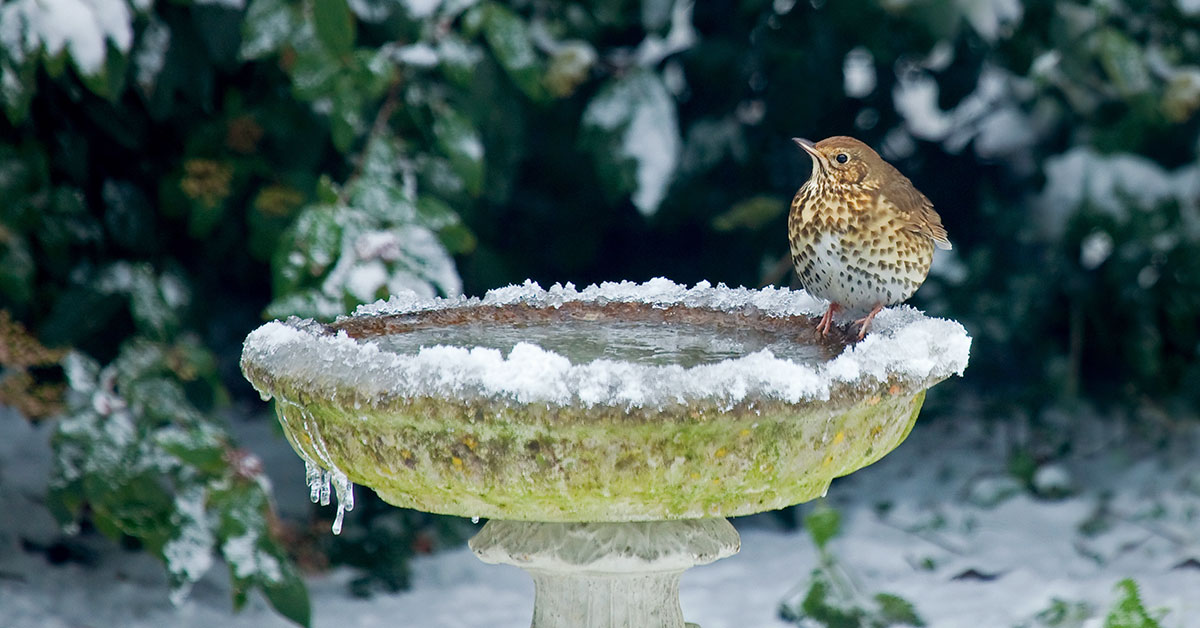 Give Birds Water Not Ice in Winter: How to Unfreeze Your Bird Bath