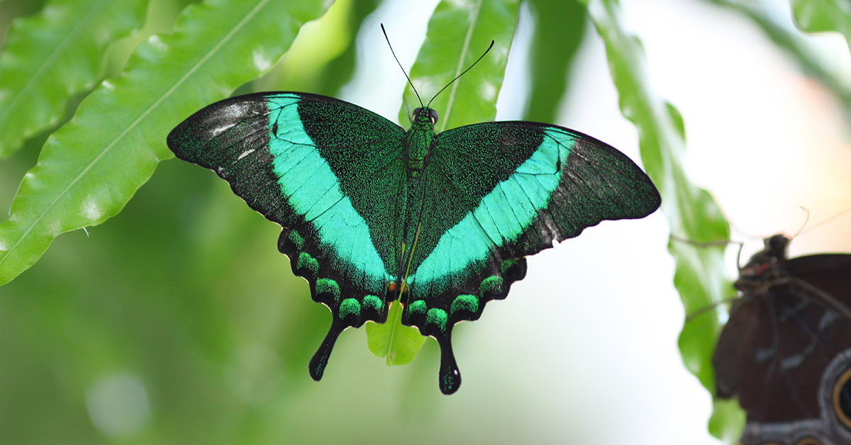 Butterfly Houses in Ohio