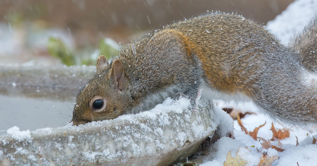 Squirrel drinking from a frozen bird bath