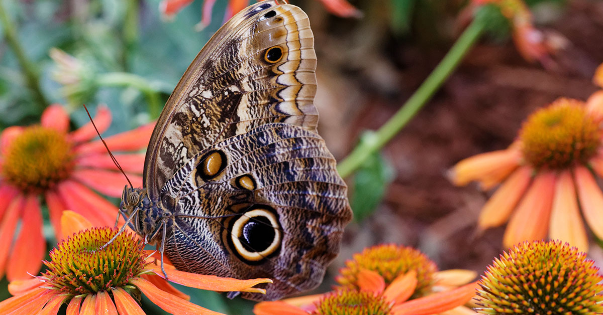 Owl butterfly on orange echinacea flowers