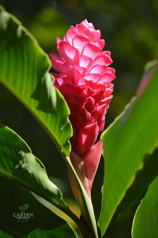 San Juan Botanical Garden Of Puerto Rico