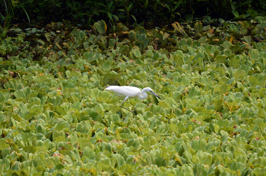 Little blue heron walking on top of a pond full of water lettuce