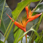 Orange heliconia flowers surrounded by green leaves