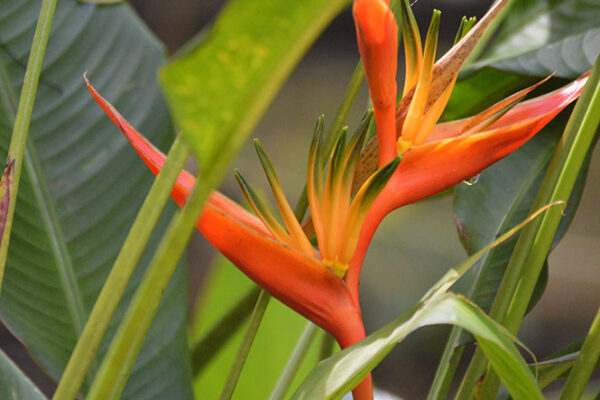 Orange heliconia flowers surrounded by green leaves