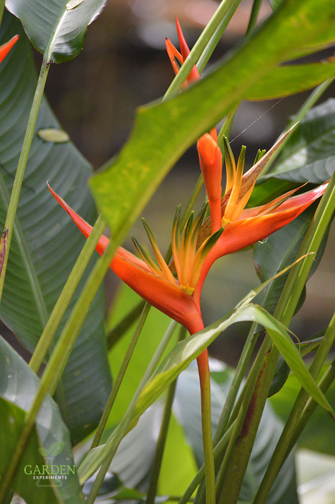 San Juan Botanical Garden Of Puerto Rico