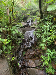 Stream in El Yunque National Forest