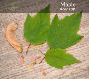 Maple tree leaves and samaras