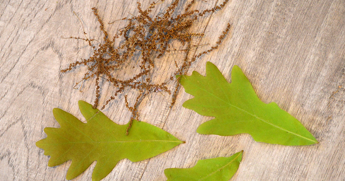 oak tree with spiky balls