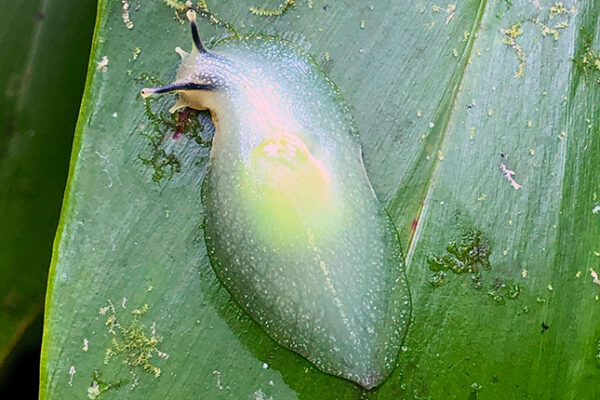 Puerto Rican Semi-Slug on a leaf