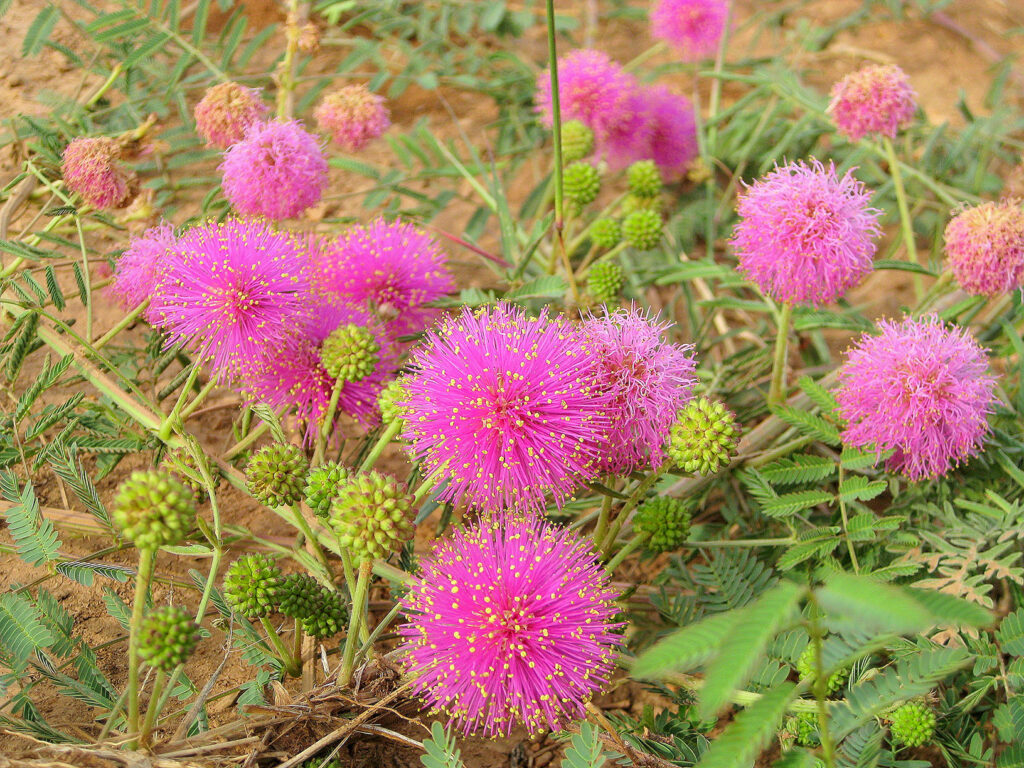 sensitive briar, a low growing trailing plant with bright small pink pompom type flowers