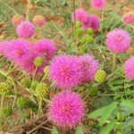 sensitive briar, a low growing trailing plant with bright small pink pompom type flowers