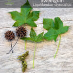Sweetgum leaves, flowers, and gumballs