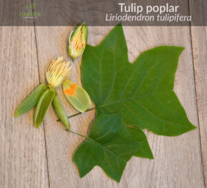 Tulip poplar tree flower and leaves