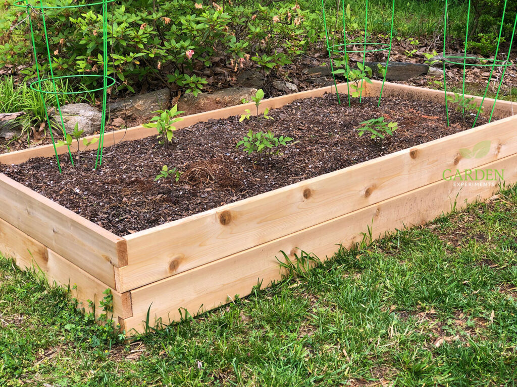 Tomato seedlings planted in the Belham Living Raised Garden Bed