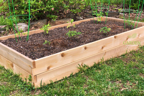 Tomato seedlings planted in the Belham Living Raised Garden Bed