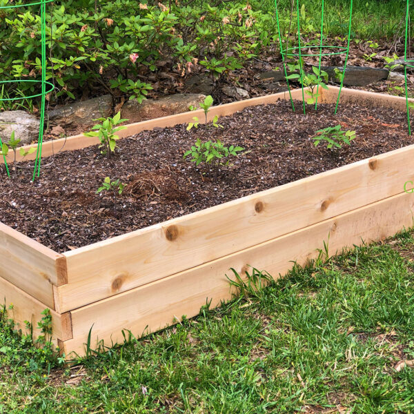 Tomato seedlings planted in the Belham Living Raised Garden Bed